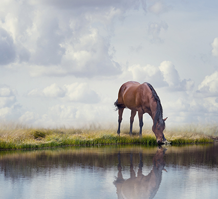 It turns out you can take a horse to water and get it to drink…